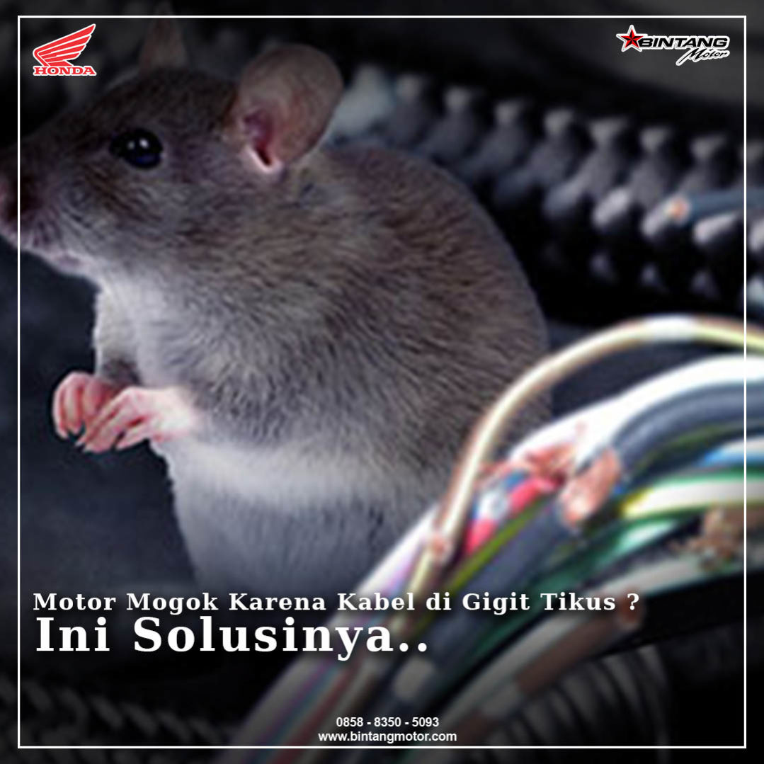 Kabel Vario Digigit Tikus. Motor mogok karena kabel di gigit tikus? ini solusinya