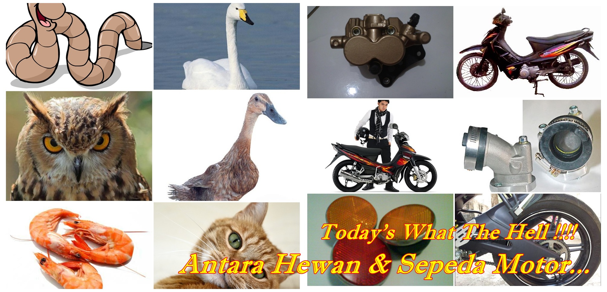 Julukan Motor Vario. WTH : Sebutan Unik Antara Hewan & Sepeda Motor !