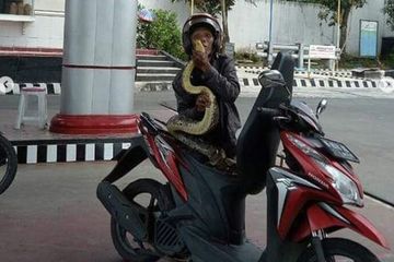 Gambar Jok Vario. Ular Piton Nongol Dari Balik Jok Vario, Petugas Pombensin Kaget